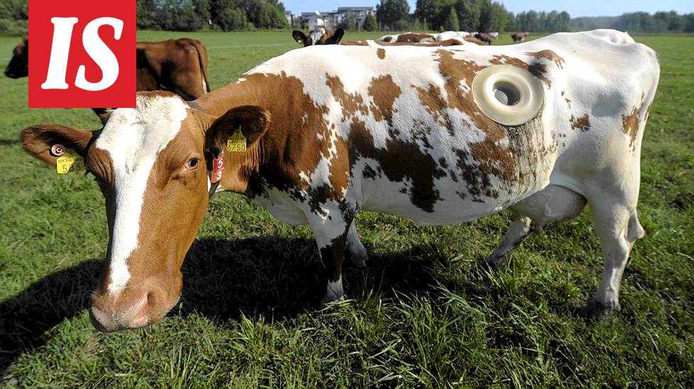 Miksi lehmillä on reikä kyljessä?
