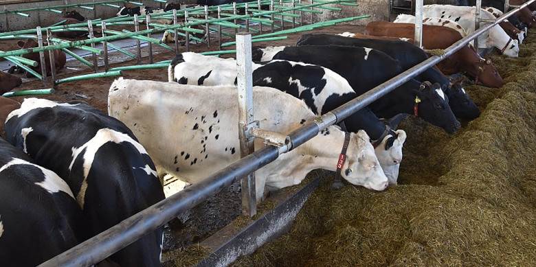 Miksi maito haisee lehmälle ja happautuu nopeasti?