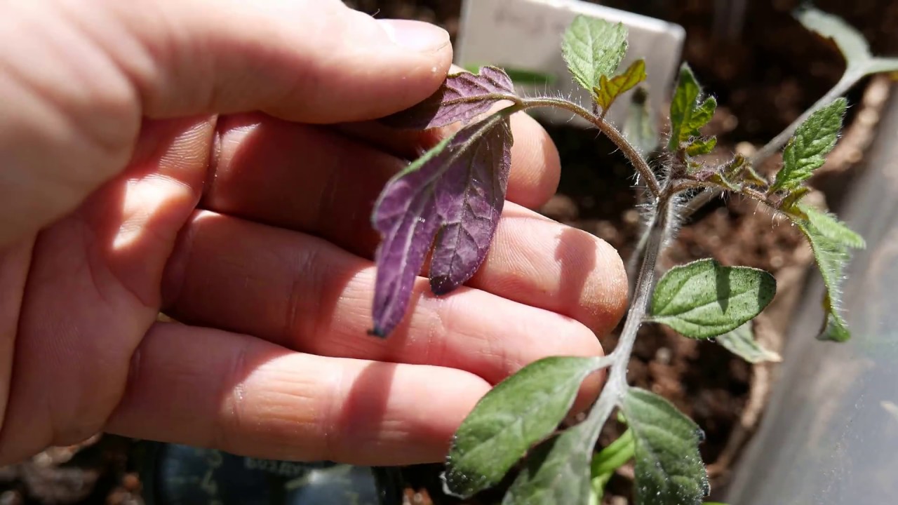 Miksi tomaatin taimet ovat violetteja ja kasvavat huonosti, mitä tehdä