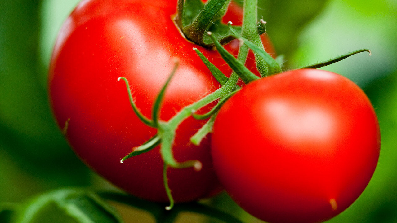 Miksi tomaatit eivät punastu kasvihuoneessa?