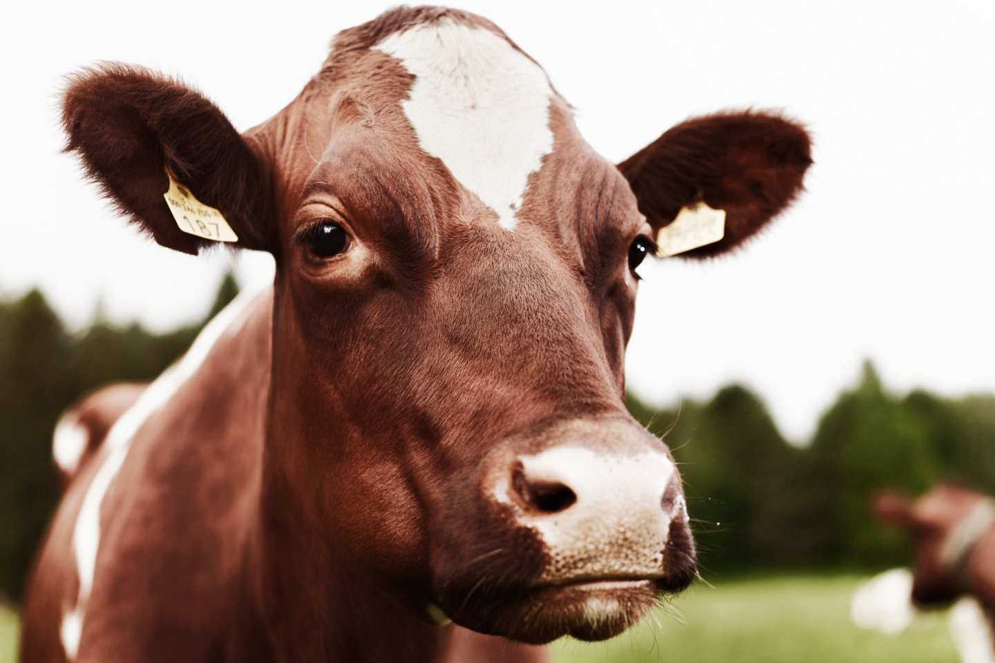 Milloin lehmä alkaa antaa maitoa ensimmäisen kerran?