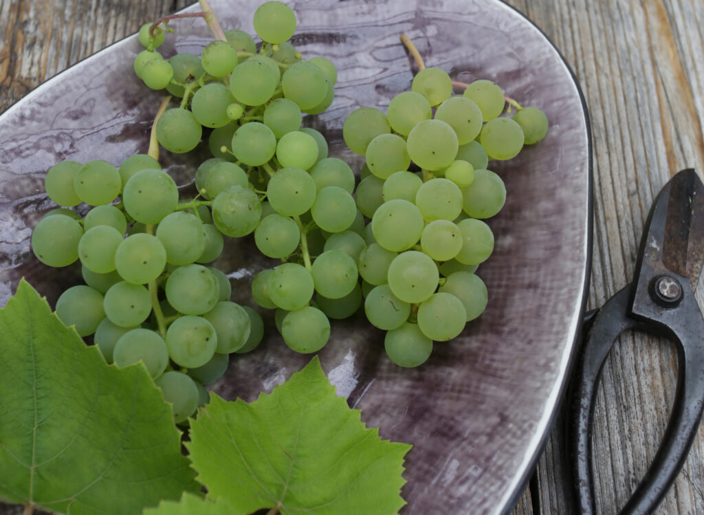 Milloin on paras aika istuttaa viinirypäleitä: kevät vai syksy?