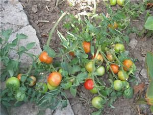 Mitä tehdä tomaattien myöhäisruttolle avoimella pellolla