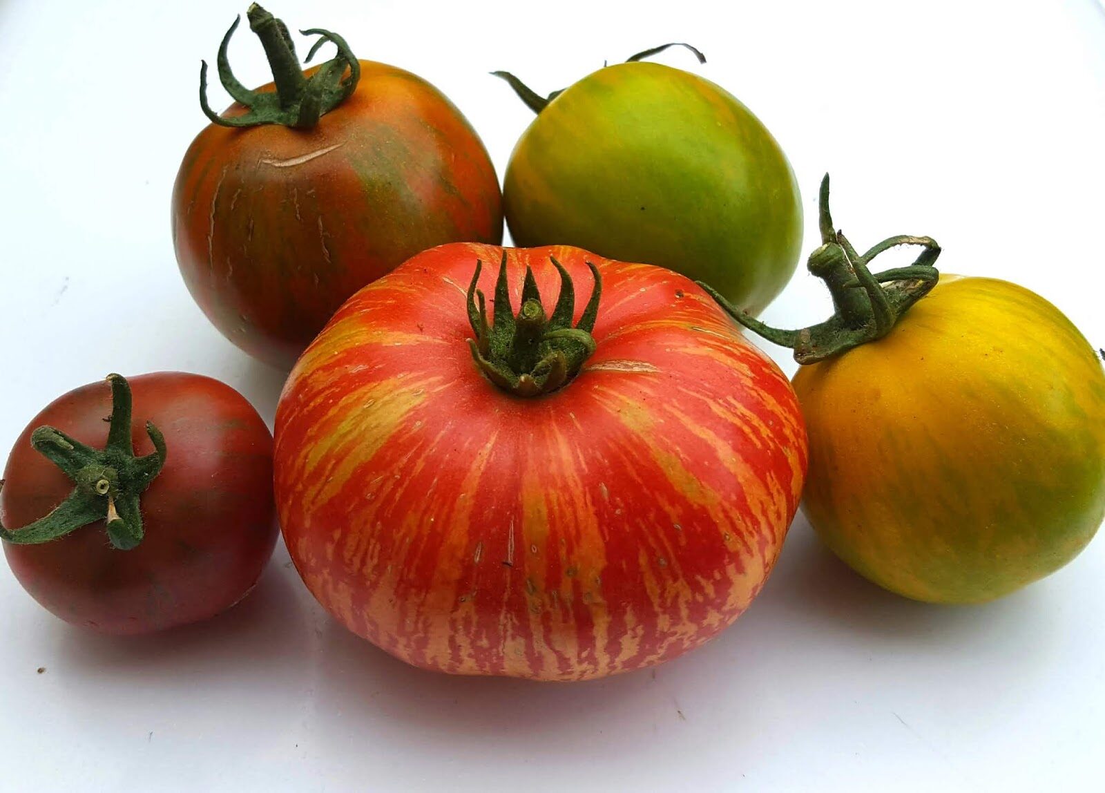 Musta tomaatti: parhaat mustien tomaattien lajikkeet ja hybridit kasvihuoneeseen istutettaviksi