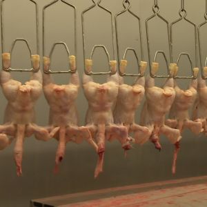 Muutokset lihassa sikojen teurastuksen ja varastoinnin aikana