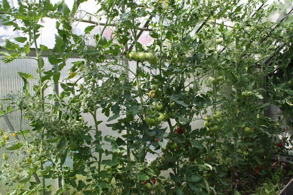 Parasta: mehukkaita, tuoksuvia ja makeita tomaatteja kasvihuoneisiin ja avoimeen maahan – kuinka olla tekemättä virhettä lajikkeen valinnassa?
