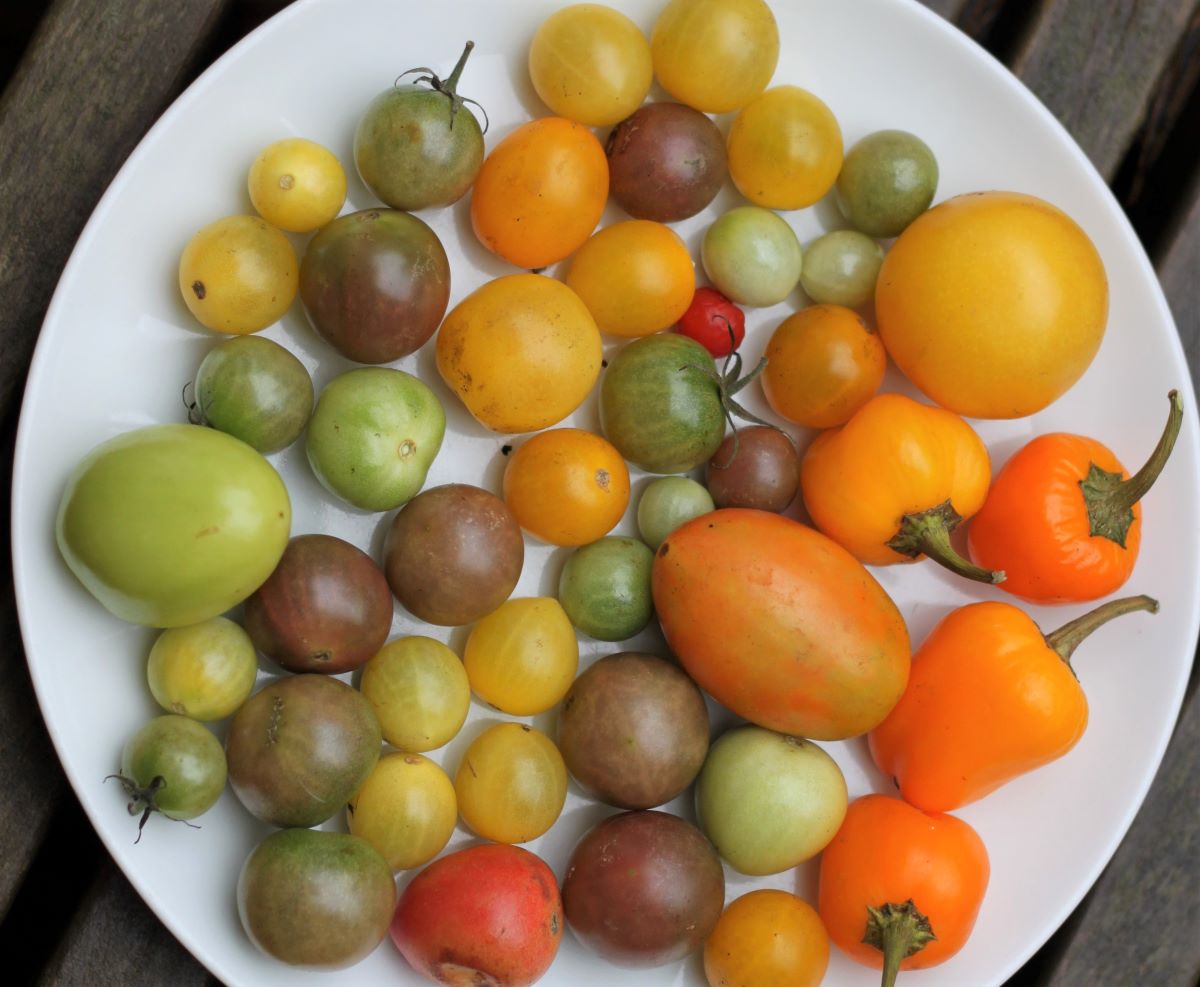 Phytophthora tomaateissa: kauhea, mutta ei kaikkivoipa - valitsemme kansanlääkkeet ja kemikaalit tomaattien käsittelyyn