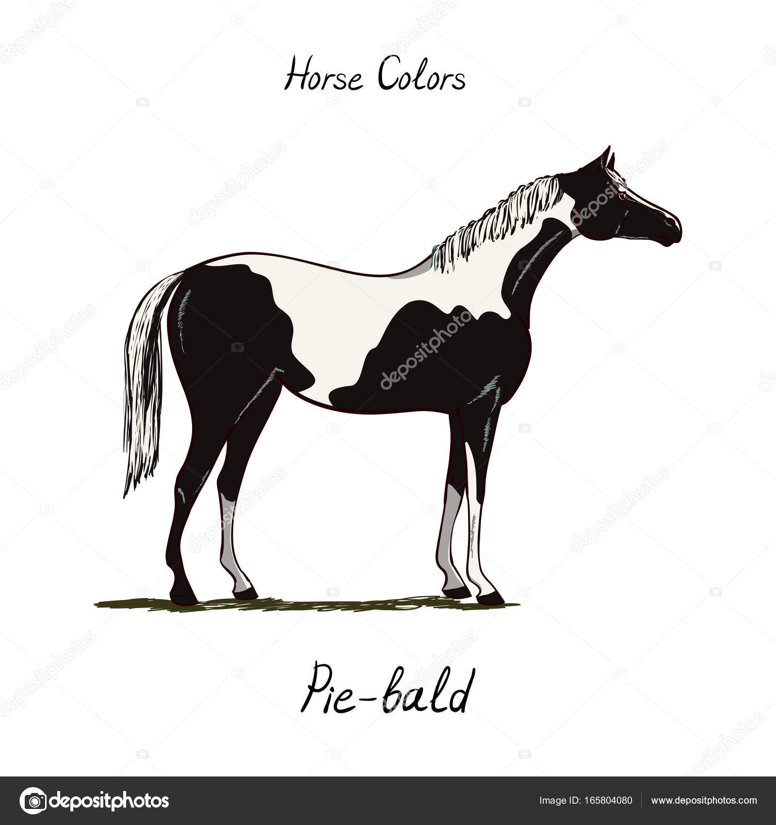 Piebald hevosen väri
