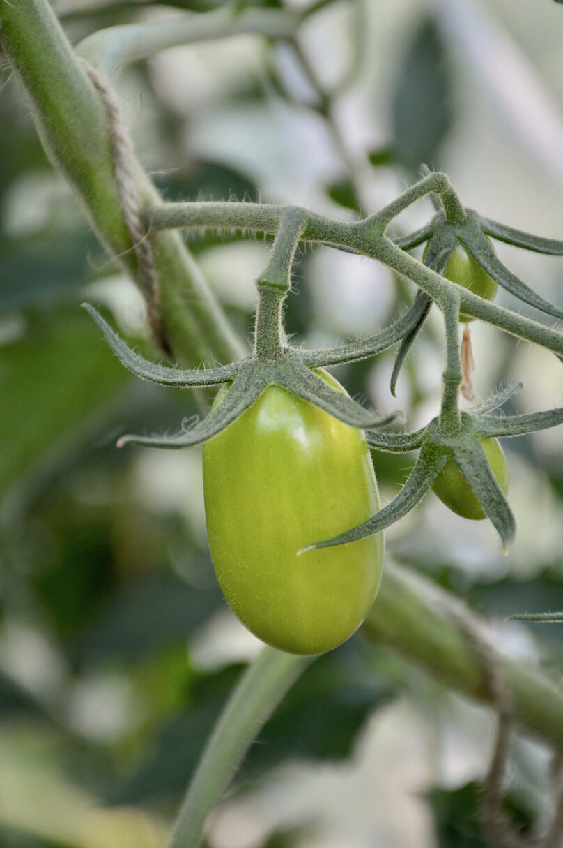 Poista säälimättä: opettele muodostamaan tomaatit oikein yhdeksi varreksi