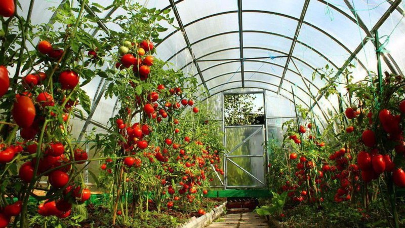 Polykarbonaattikasvihuoneen valmistelu keväällä tomaattien istutusta varten