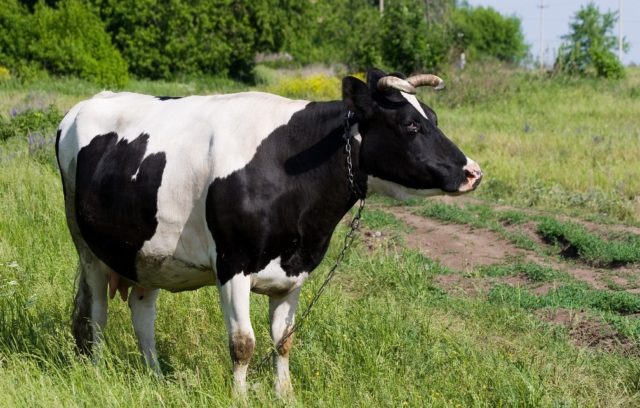 Proventriculuksen atonia lehmillä