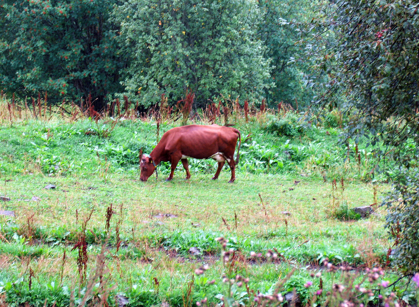 Punainen tanskalainen lehmärotu