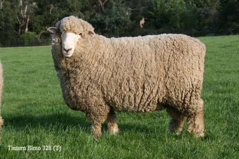 Romney March Sheep