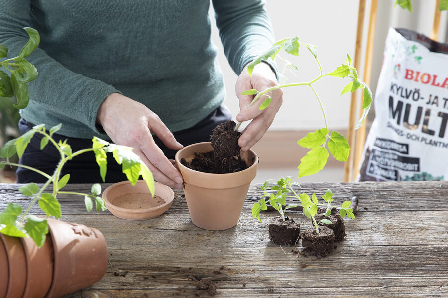 Säästämme aikaa ja vaivaa tomaattien istuttamisessa – poimimattoman taimien kasvattamisen plussat ja miinukset