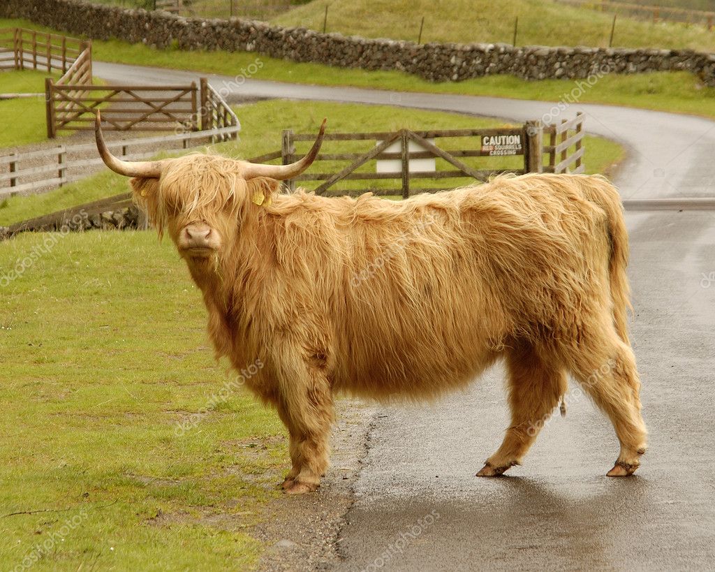 Skotlannin lehmärotu