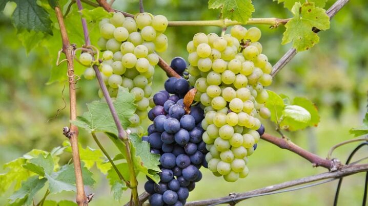 Suojaa viinirypäleitä taudeilta ilman torjunta-aineita