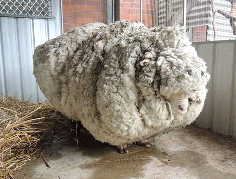 Suurin lammas
