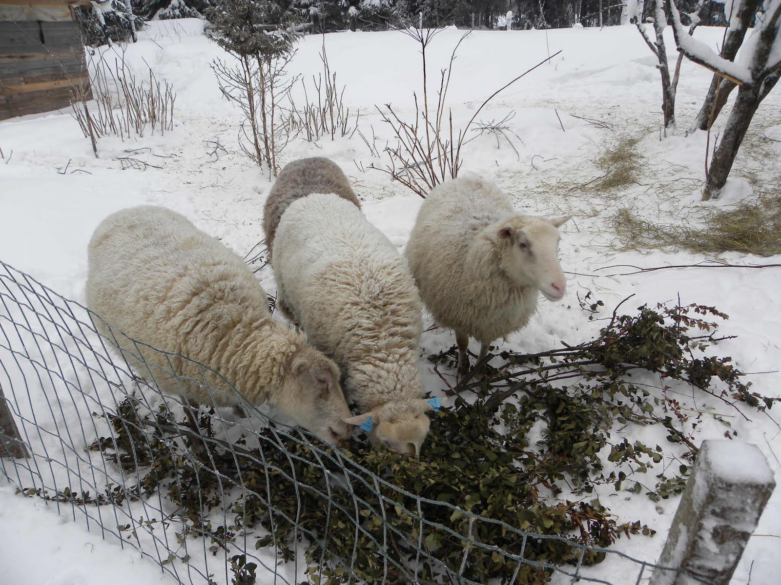 Tiineät (tiineät) lampaat: kuinka monta karitsaa voi olla yhdessä karitsassa, tiineyden tiheys