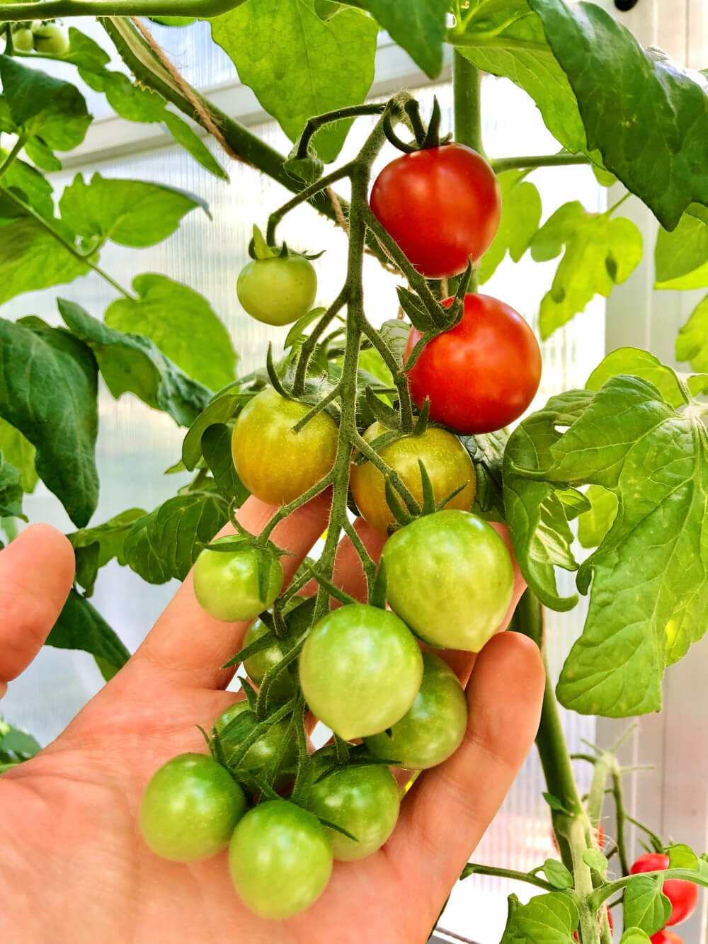 Tilan säästäminen ja taimien vahvistaminen – kuinka alkuperäinen tomaattien istutusmenetelmä etanaan auttaa kesäasukkaita