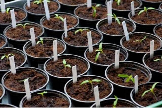 Tomaatin istuttaminen avoimeen maahan – sinun on otettava riskejä sääntöjen mukaan