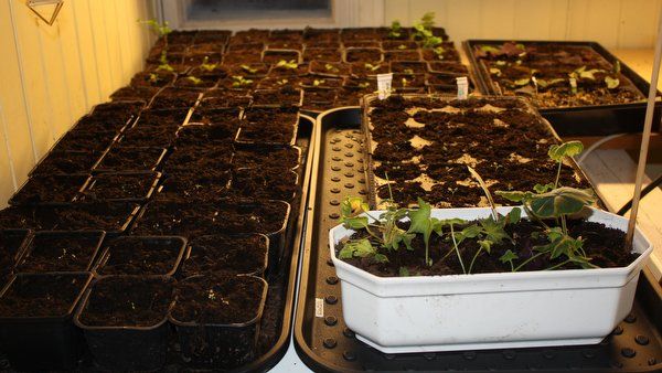 Tomaatin taimien siemeniä voidaan kasvattaa itsenäisesti, tärkeintä on kerätä ja varastoida ne oikein