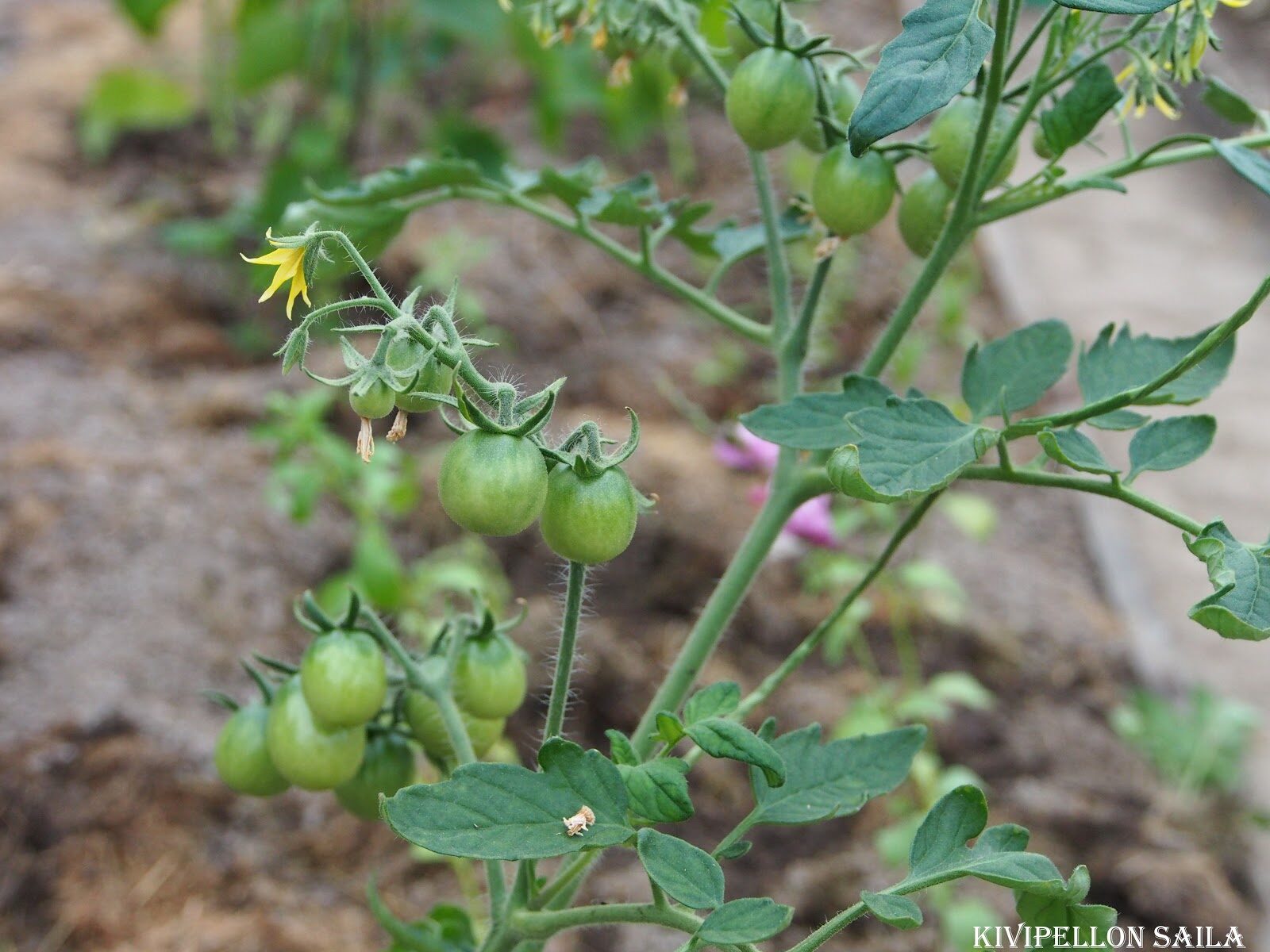 Tomaatit, paprikat ja kurkut samassa puutarhassa – mitä voi istuttaa lähelle ja miten se vaikuttaa satoon