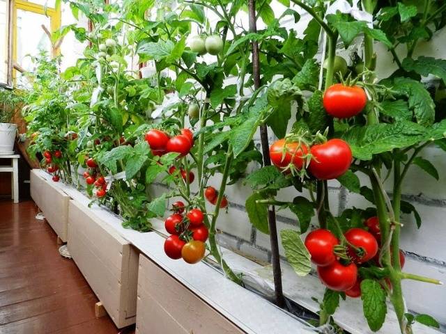 Tomaatit parvekkeella kasvavat askel askeleelta