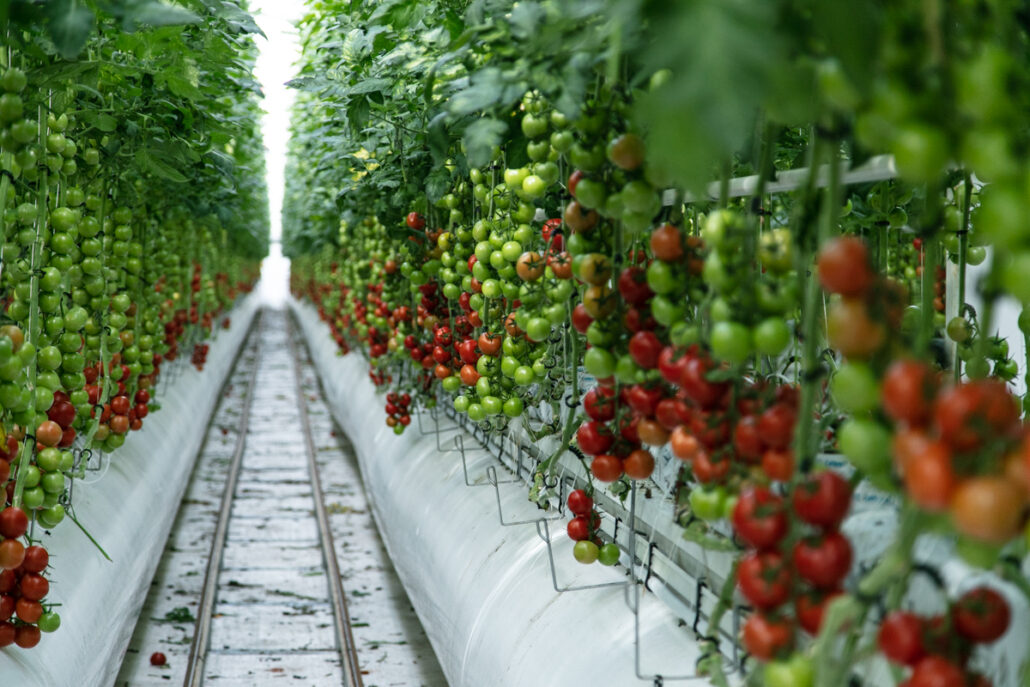 Tomaatti: miten ilmasto voi vaikuttaa tuotantoon