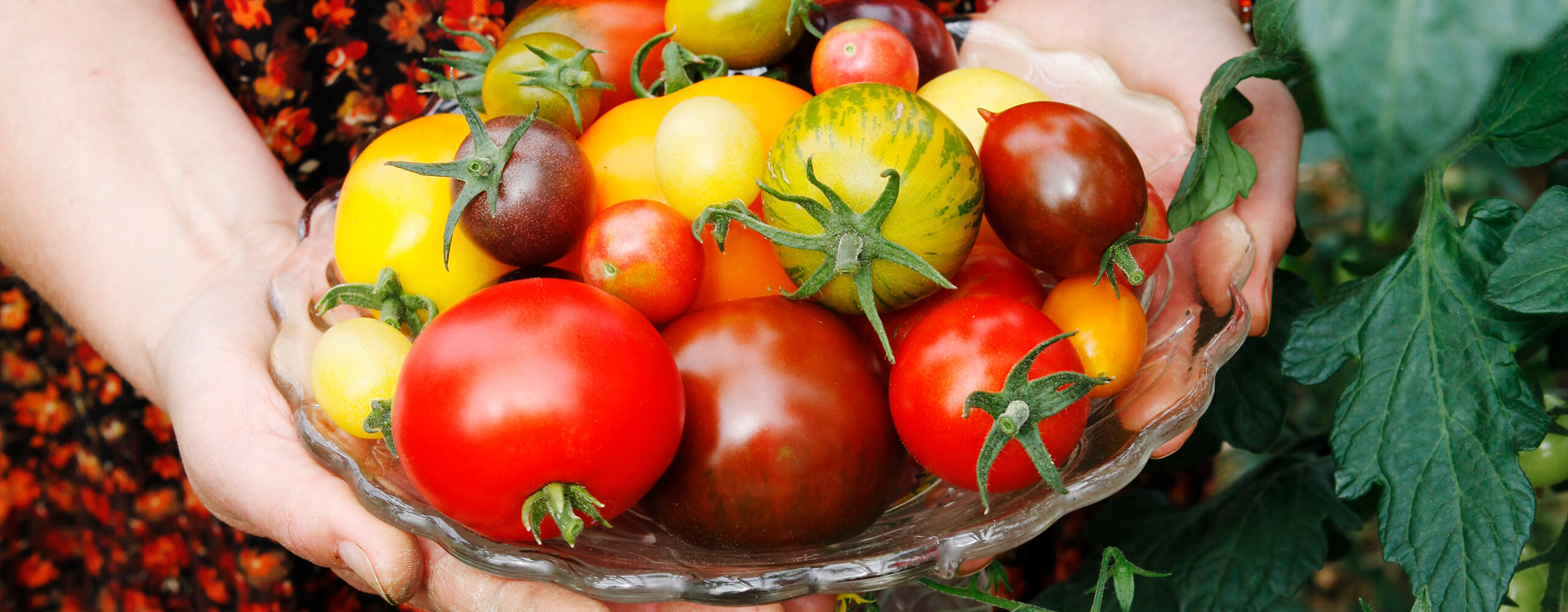 Tomaattien istuttaminen Galina Kiziman menetelmällä: esimerkki vaippatekniikasta älykkäille laiskoille