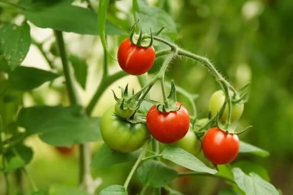 Tomaattien kasvattamiseksi ilman kastelua on noudatettava tärkeitä sääntöjä istutettaessa