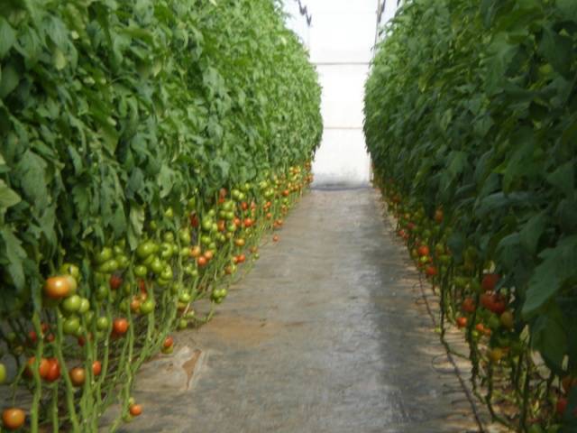 Tomaattien taimien sairaudet: kuvaus valokuvalla