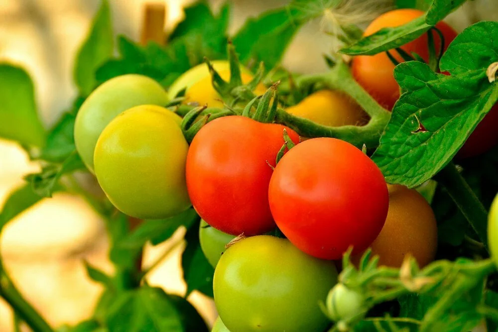Tomaattilajike ”Sugar Pudovichok” on miellyttävä ja terveellinen yhdessä kasviksessa punavadelman kääreen alla