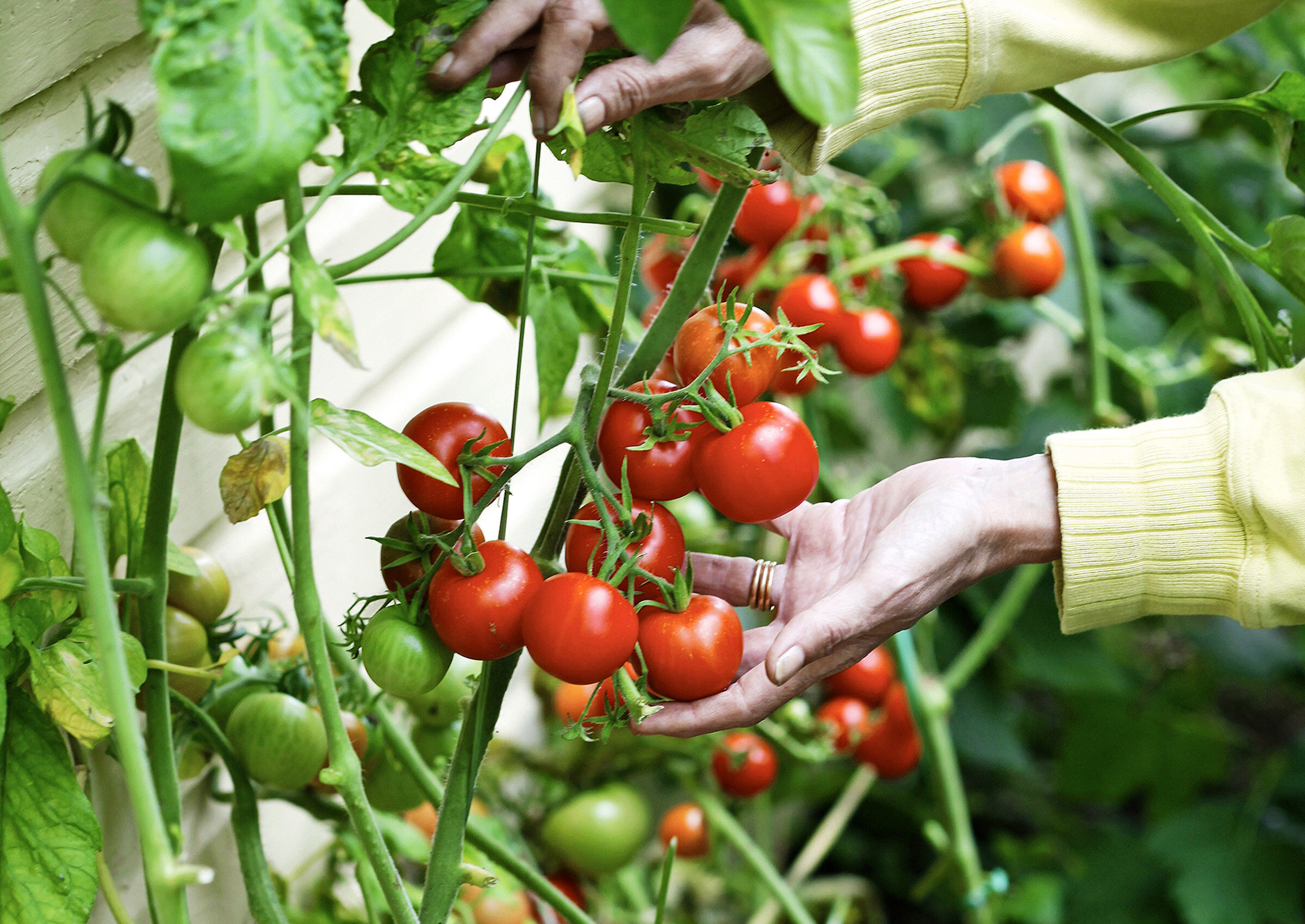 Tomaattitaimien istuttaminen kasvihuoneeseen korkean sadon takaamiseksi