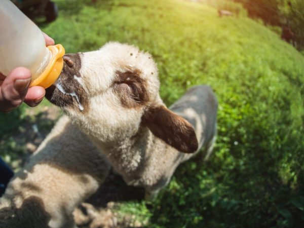 Tsigai-lammas: rodun kuvaus ja ominaisuudet