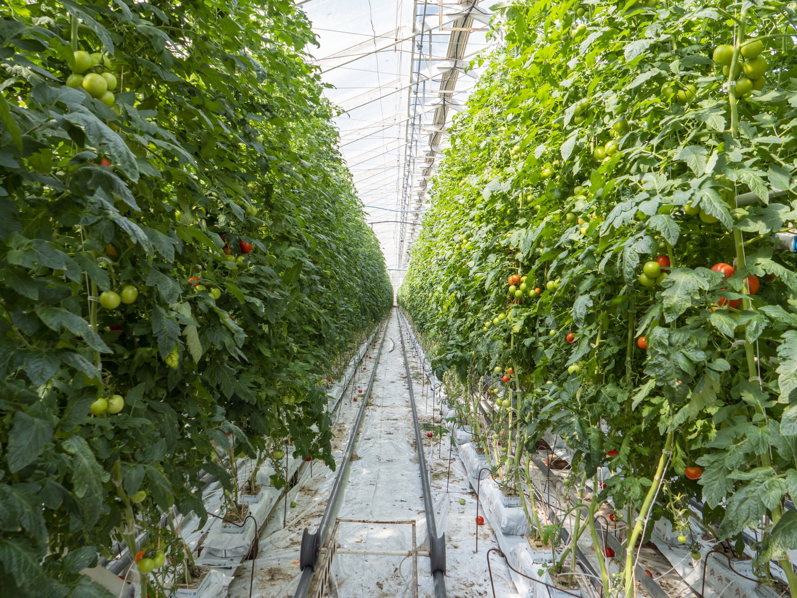Viljelykierto: ennen ja jälkeen – tomaattien parhaat edeltäjät ja seuraajat kasvihuoneessa ja avopellolla