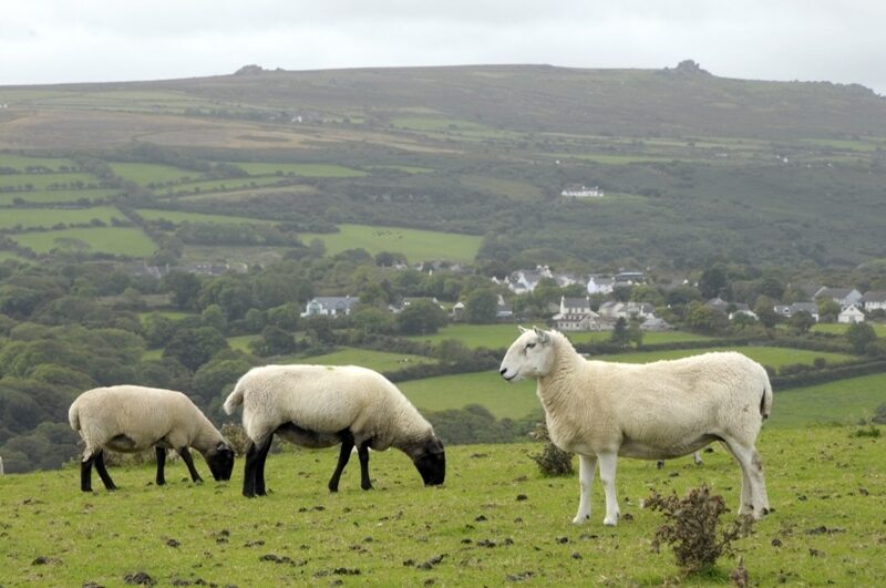 Walesin lampaat
