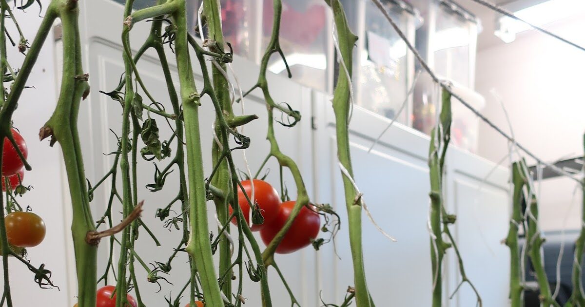 Ylösalaisin tomaatit: Kasvien kasvattaminen ylösalaisin