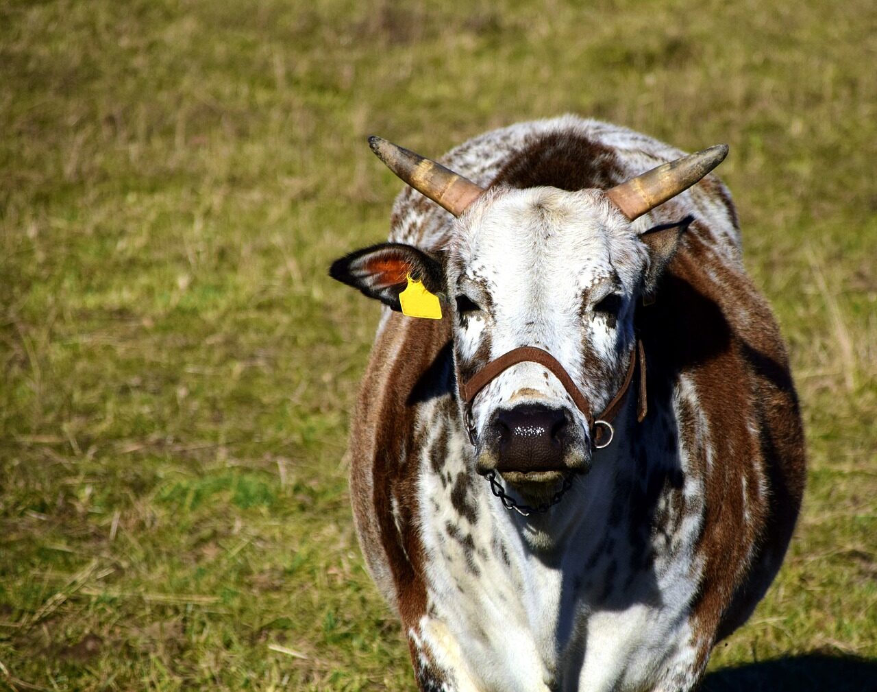 Zebu lehmä