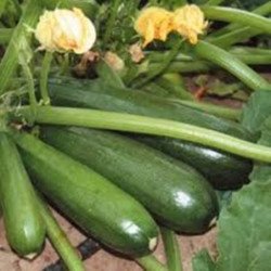 Zucchini Aeronaut – varhainen kypsä lajike, jossa on pehmeä hedelmäliha