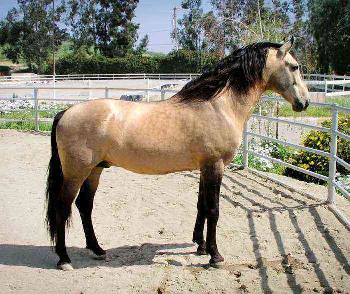 cheval lusitanien