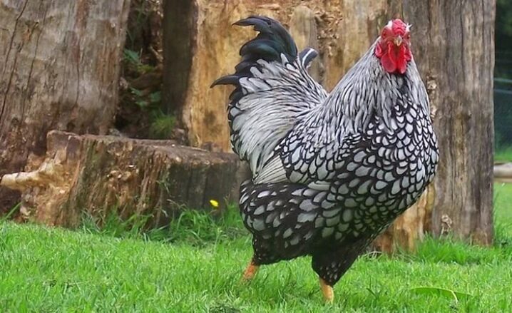 Description de la race des poulets, couleur argentée et autres, avis des propriétaires