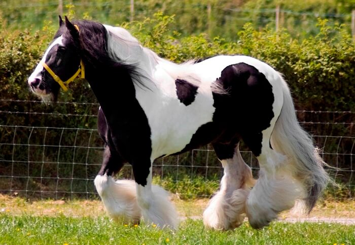 Les plus gros chevaux du monde