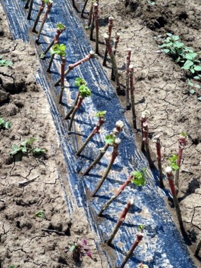 Planter des boutures de raisin