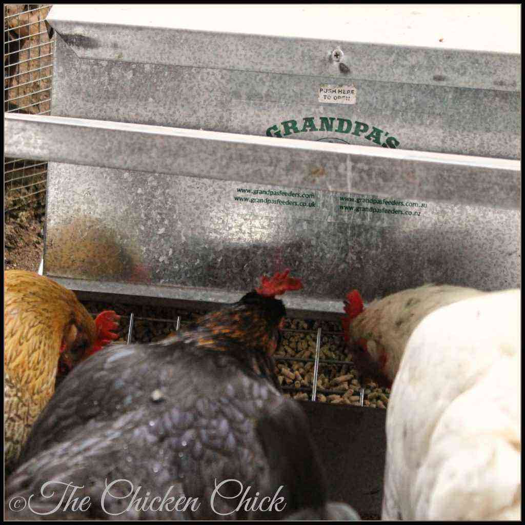Poulets : Maladie du poulet « Candidose goitre »