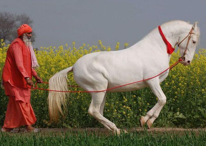 Race de cheval Marvari