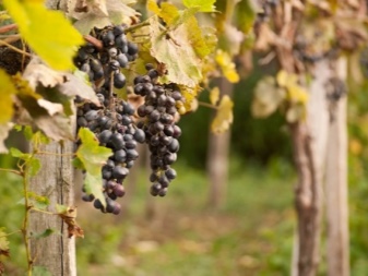 Tout sur l'alimentation des raisins à l'automne