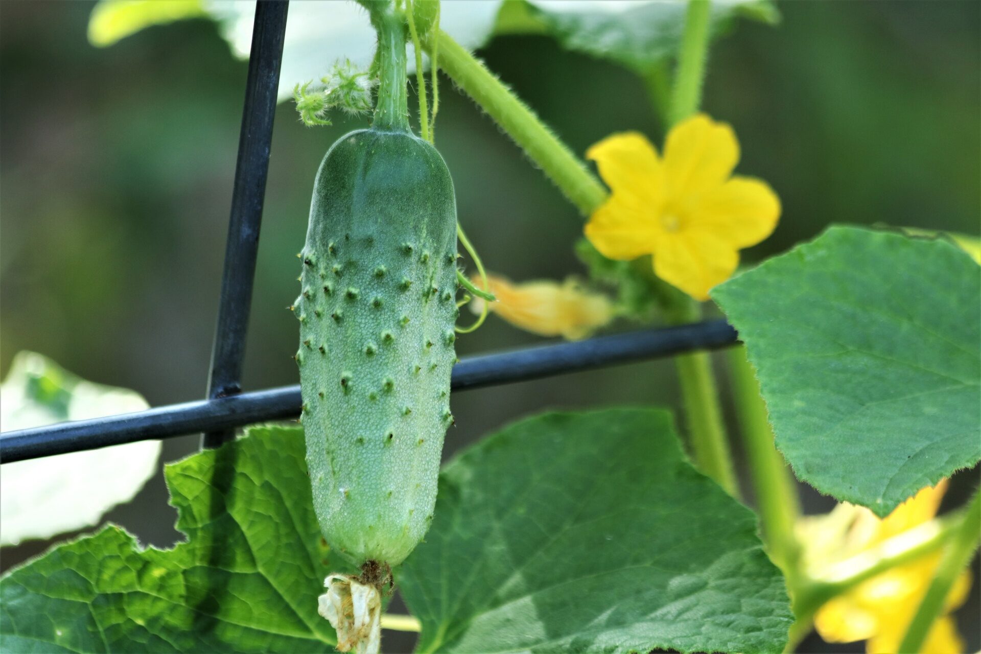 7 causes de fleurs vides chez les concombres et comment résoudre le problème