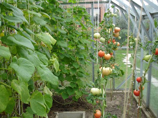 A quelle distance planter des tomates en serre
