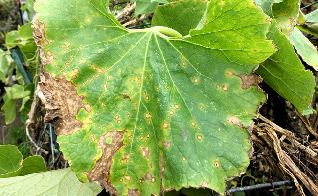 Anthracnose : comment lutter