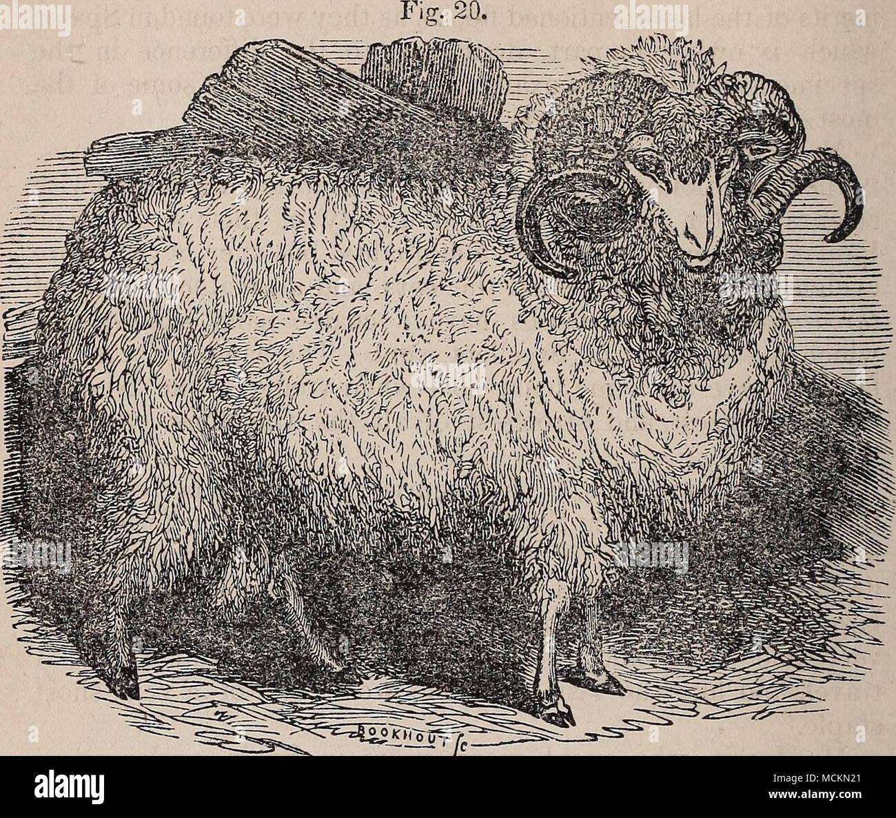 Aperçu des races de moutons à laine grossière